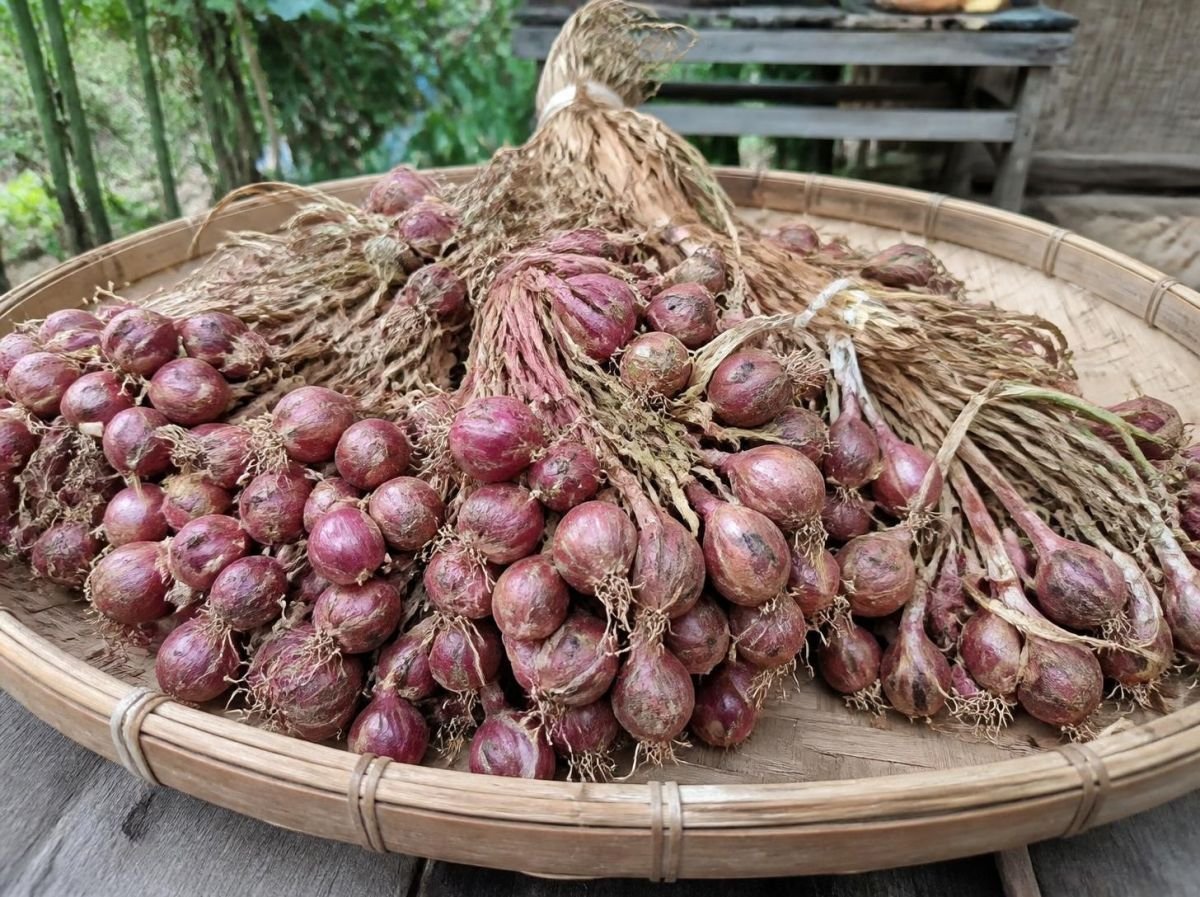 Foto Bawang merah