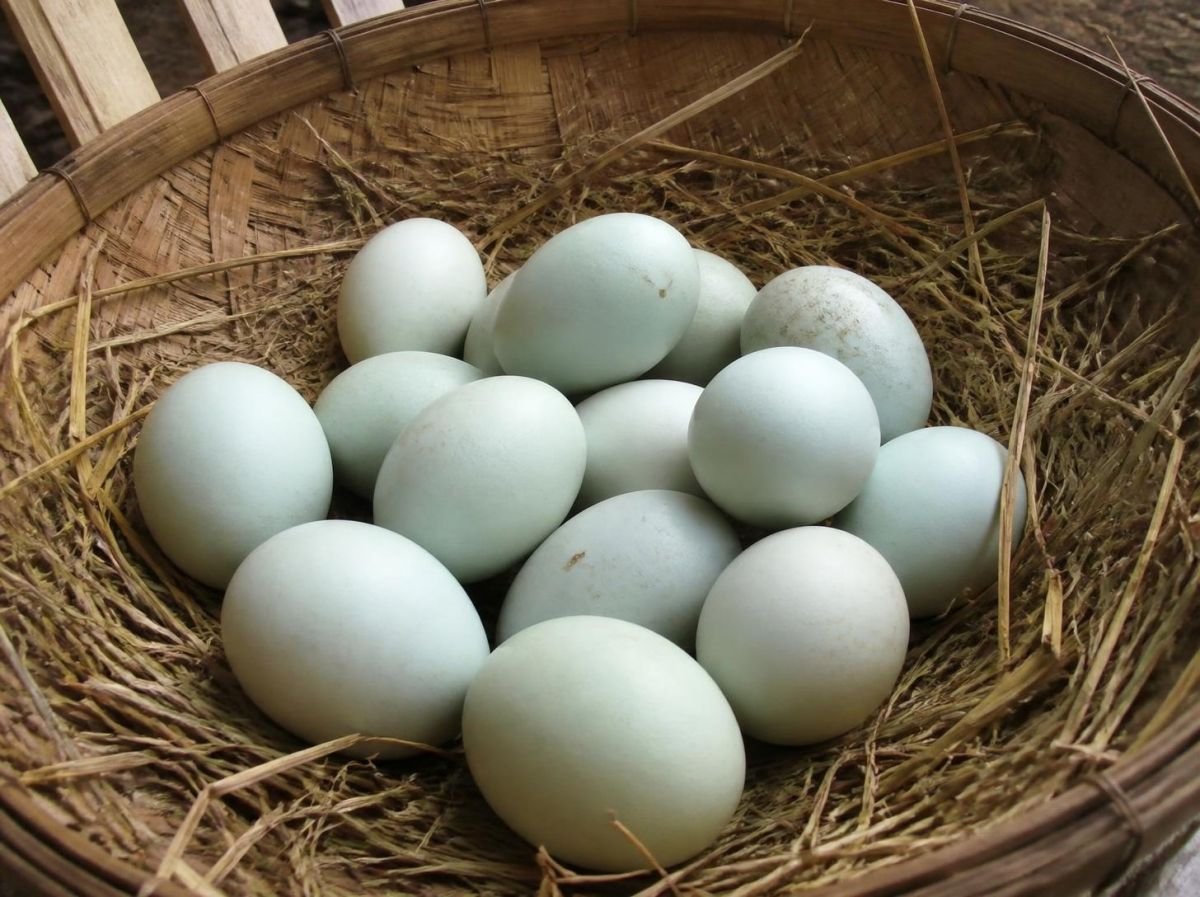 Foto Telur bebek