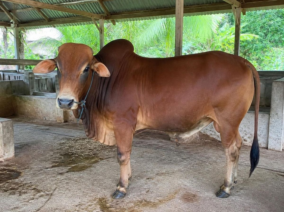 Foto Sapi potong
