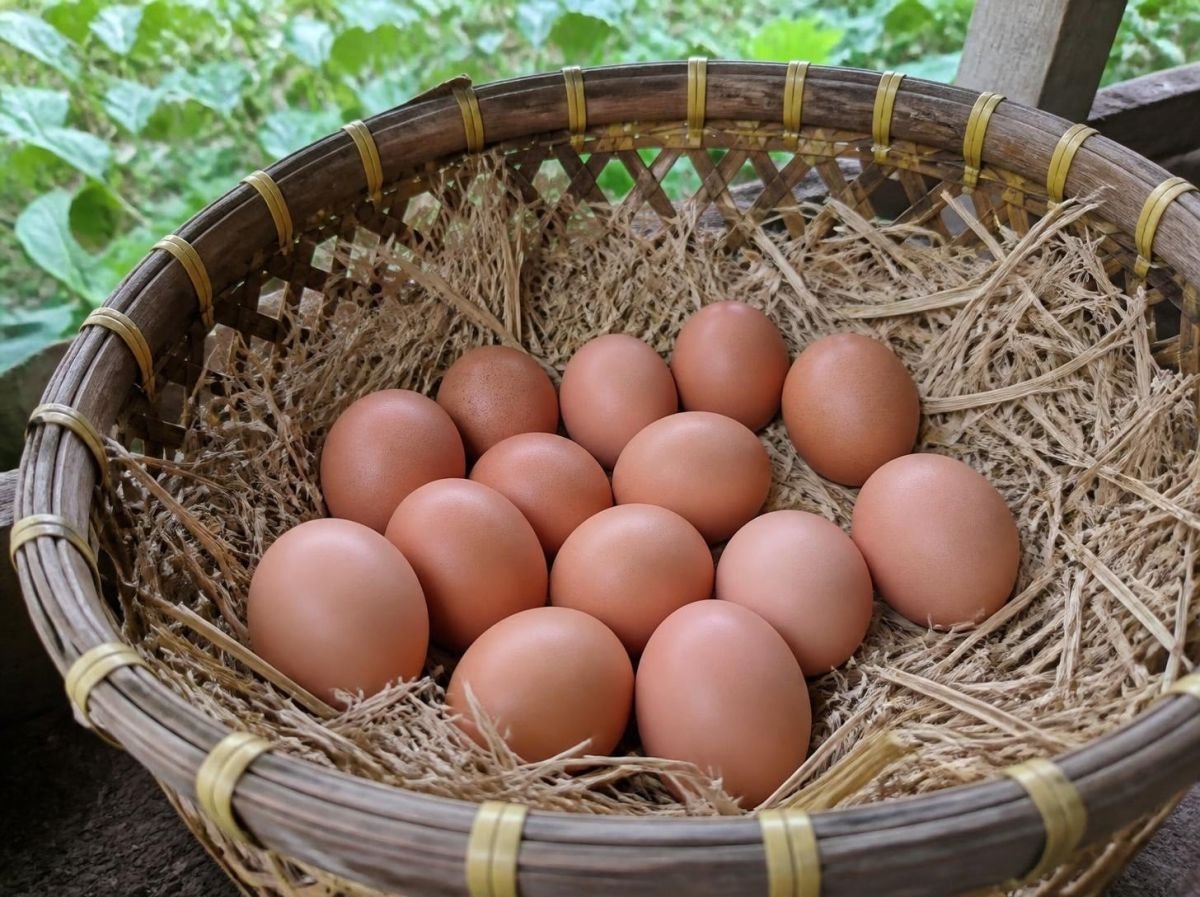 Foto Telur ayam kampung