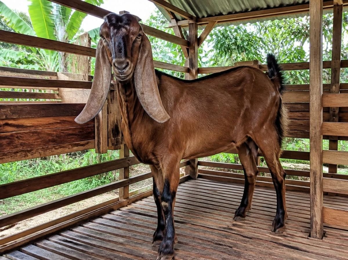 Foto Kambing etawa